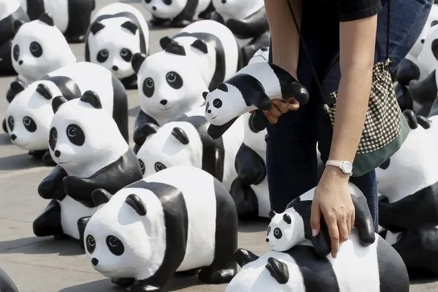 A volunteer arranges panda sculptures ahead of an exhibition by French artist Paulo Grangeon in Bangkok, Thailand, March 4, 2016. (Photo by Chaiwat Subprasom/Reuters)
