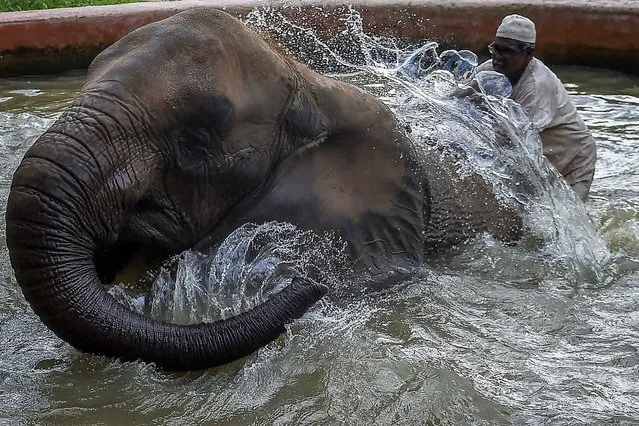 A zookeeper bathes an elephant inside its enclosure amid a spell of a heatwave in the Karachi Zoo in Karachi on September 15, 2021. (Photo by Rizwan Tabassum/AFP Photo)