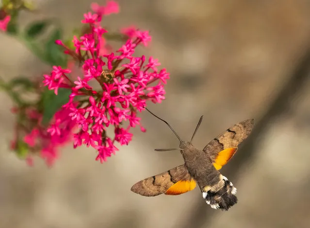 It has taken wildlife photographer Andrew Fusek Peters 4 years to finally catch these stunning shoto in August 2022 of a hummingbird hawkmoth with fully spread wings in his garden nectaring on valerian. This moth beats its wings 80 times a second, so fast that it emits an audible hum – to freeze the motion took a shutter speed of 1/12800 of a second. Due to the very hot summer, this has been one of the best ever years for this migrant from the continent which is now suspected to be breeding here. (Photo by Andrew Fusek Peters/South West News Service)
