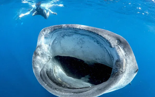 Marine biologist Simon Pierce, who studies whale sharks, happened to be in the right place at the right time to capture amazing photo off Cancun, Mexico. (Photo by Simon Pierce/Mercury Press/Caters News)