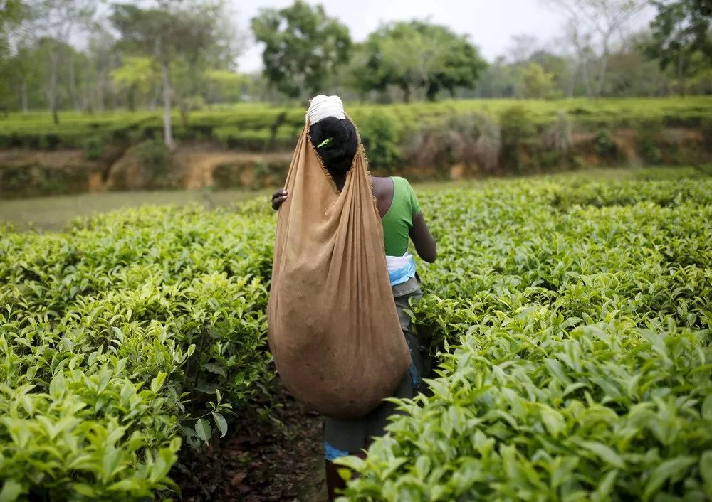 Tea Tribes of Assam