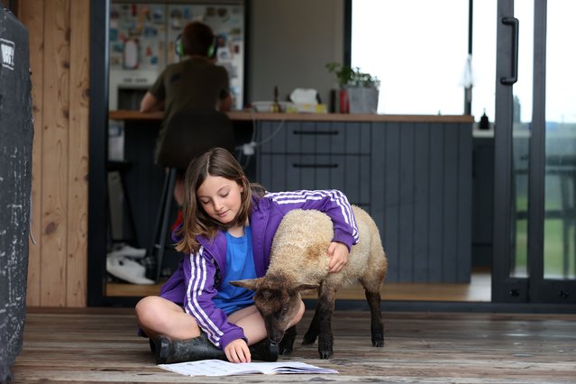 Jessica Matthews, 10 takes a break from online learning to play with her pet lamb at home in Warkworth on October 26, 2021 in Auckland, New Zealand. (Photo by Fiona Goodall/Getty Images)