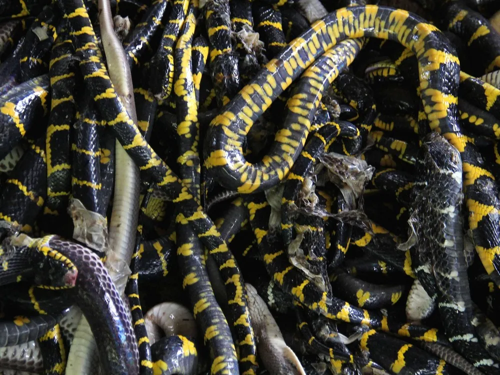 Inside Indonesia's Snake Slaughter House