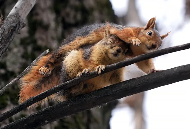 Squirrels are seen on a tree branch at a park as temperatures rise with the arrival of spring season in Ankara, Turkiye on March 27, 2024. (Photo by Evrim Aydin/Anadolu via Getty Images)