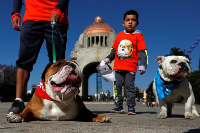English Bulldogs rest during a parade where more than 900 English Bulldogs participate to set the Guinness World Records for the largest Bulldog walk in Mexico City, Mexico February 26, 2017. (Photo by Carlos Jasso/Reuters)
