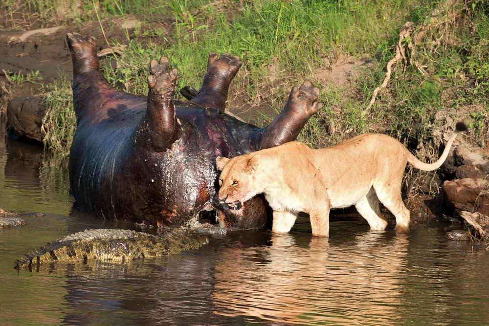 Lion Fights Crocs over Hippo