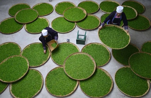 Ethnic Dong women work at a tea leaf processing factory in Liping county, Guizhou province, March 28, 2014. According to local media, Liping county's tea plantations attracted more than 60,000 women workers from nearby villages this spring and each tea picker earns around 100 yuan ($16.10) per diem. (Photo by Sheng Li/Reuters)