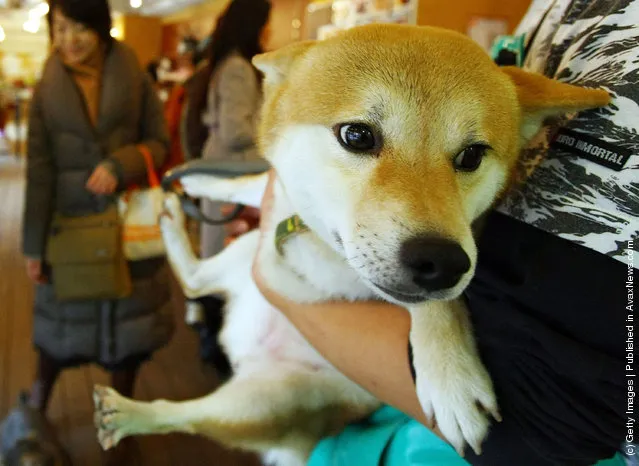 Rent-A-Dog In Japan