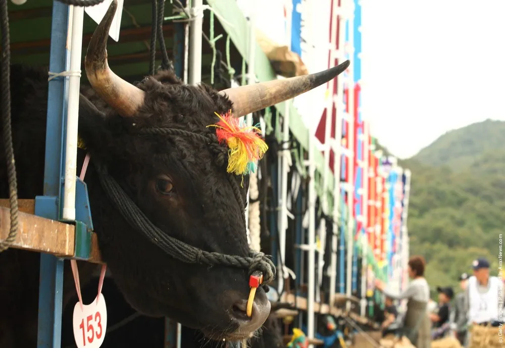 Auction Takes Place To Decide The Most Expensive Beef In Hyogo