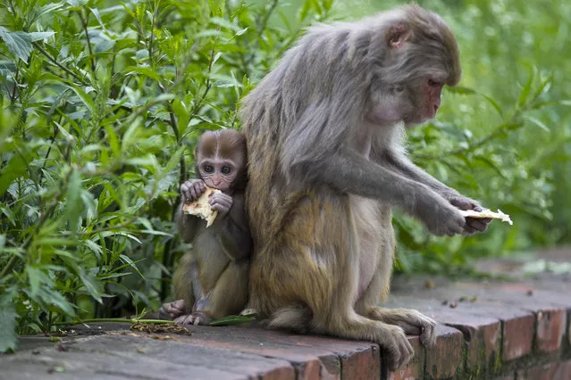 In this July 8, 2019, photo, monkeys eat rotis, or flat bread, distributed by Saraswati Dangol in the forest near Pashupatinath temple in Kathmandu, Nepal. For the past four years, Dangol has been bringing the bread every day to feed the monkeys. As soon as they see her with her white sack, they gather around her, some patiently waiting for their turn while others less patiently snatching the bread from her hands. Many of Dangol's regulars are elderly, or are mother or baby monkeys who are unable to fight for their share of food in the wild. (Photo by Niranjan Shrestha/AP Photo)