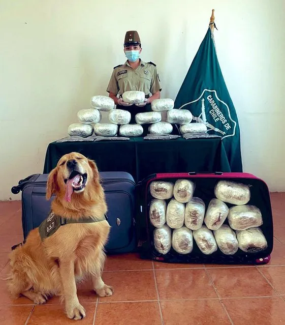 Golden brown retriever: Darwin the sniffer dog stands proud with 33kg of drugs he found in Atacama, Chile on January 19, 2022. Two foreigners were arrested in connection with the bust. (Photo by Atacama Region Carabineros)