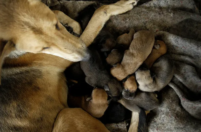 A stray dog with her puppies rests at Territorio de Zaguates or “Land of the Strays” dog sanctuary in Carrizal de Alajuela, Costa Rica, April 20, 2016. (Photo by Juan Carlos Ulate/Reuters)