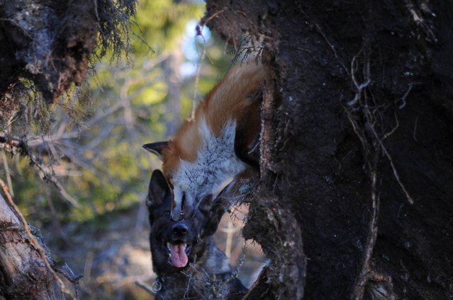 Life Fox And Hound