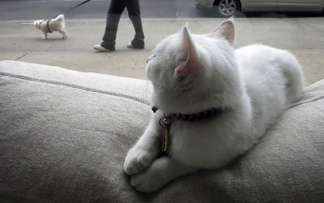 A cat watches as a dog walks past the cat cafe in New York April 23, 2014. The cat cafe is a pop-up promotional cafe that features cats and beverages in the Bowery section of Manhattan. (Photo by Carlo Allegri/Reuters)