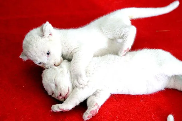 This picture taken on May 13, 2014 shows white lion cubs playing with each other in their enclosure in Hangzhou zoo in Hangzhou, east China's Zhejiang province. The three white lion cubs, born three weeks ago, were abandoned by their mother and are now relying on dog milk to survive, local media reported. (Photo by AFP Photo)
