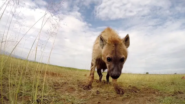 An innovative photographer attached a camera to a remote-controlled car, allowing him to capture angles of wild lions, rhinos and other animals. Over the last 11 years, Chris Bray has been taking pictures of animals using his toy car contraption while he takes guests on photography tours in Kenya. Bray purchased an ordinary remote-controlled car, stripped it of anything that could chewed or ripped off, leaving the chassis, then strapped a GoPro to the top of it. When a herd of animals has been sighted, Bray uses the toy car to approach the subjects’ general area without intruding. (Photo by Chris Bray/Caters News Agency)