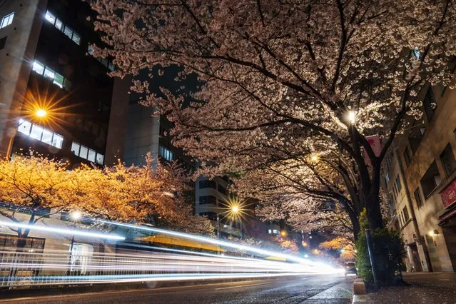 Cars drive under a canopy of the cherry blossom flowers lit by street lights, in Tokyo, Monday, March 28, 2022. (Photo by Kiichiro Sato/AP Photo)