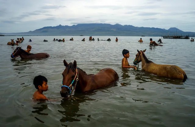 Jockeys seen cleaning their horses after the race in a river at Panda village on May 16, 2017 in Bima, Indonesia. Traditional horse racing is a sport where horses are ridden by professional jockeys who race in one track. The horse race in Bima was first performed in 1927 (commemorating the birth of Queen Wilhelmina of Holland) and at that time the jockey used was an adult and in its development they started using children to reduce the burden of running on horses. (Photo by Sijori Images/Barcroft India)