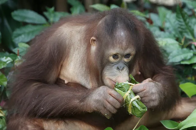 An orangutan holds food wrapped in the shape of a “zongzi”, or rice dumpling, offered by a zookeeper ahead of the Dragon Boat festival, at a zoo in Shenzhen, Guangdong province, China May 25, 2017. (Photo by Reuters/Stringer)