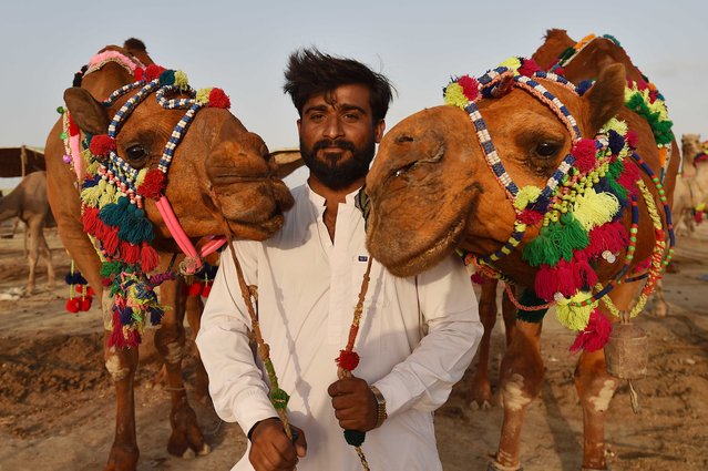 A poses with a sacrificial camels put on sale at a local cattle market ahead of the Muslims' festival of Eid Al-Adha, in Karachi, Pakistan, 12 June 2024. Eid al-Adha is one of the holiest Muslim holidays of the year. It marks the yearly Muslim pilgrimage, known as Hajj, to visit Mecca. During Eid al-Adha, Muslims slaughter goats, sheep, and cattle in commemoration of the Prophet Abraham's readiness to sacrifice his son to show obedience to God. They split the meat into three parts; one for family, one for friends and relatives, and one for the poor and needy. (Photo by Shahzaib Akber/EPA/EFE)