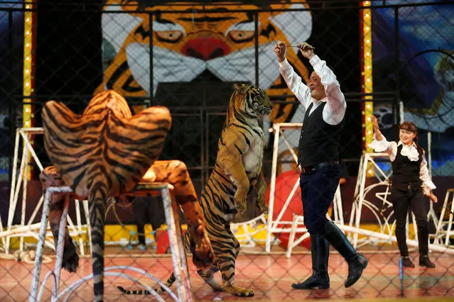 A trainer plays with a tiger during a performance for tourists at the Sriracha Tiger Zoo, in Chonburi province, Thailand, June 7, 2016. (Photo by Chaiwat Subprasom/Reuters)