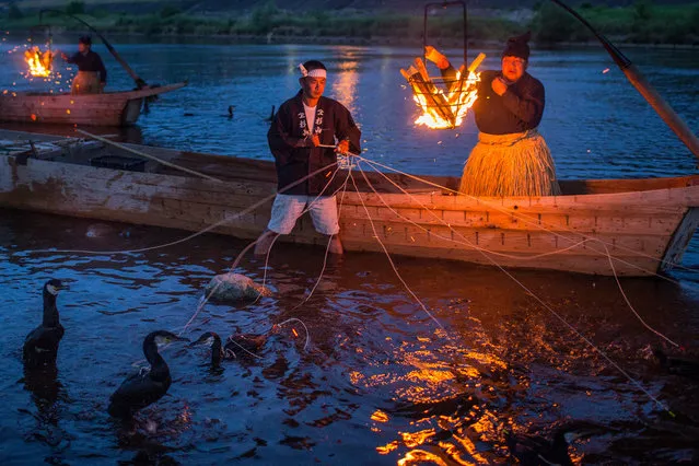 Cormorant masters and boatmen prepare sea cormorants for the nights “Ukai” on July 2, 2014 in Gifu, Japan. In this traditional fishing art “ukai”, a cormorant master called “usho” manages cormorants to capture ayu or sweetfish. The ushos of River Nagara have been the official staff of the Imperial Household Agency of Japan since 1890. Currently six imperial fishermen of Nagara River conduct special fishing to contribute to the Imperial family eight times a year, on top of daily fishing from mid-May to mid-October. (Photo by Chris McGrath/Getty Images)