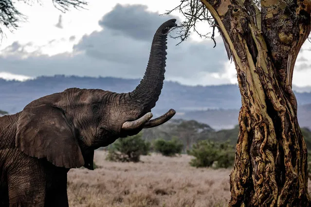 An elephant feeds from a tree in Lewa Conservancy, Kenya on May 9, 2022. (Photo by Luis Tato/AFP Photo)
