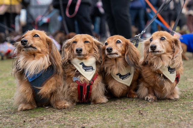 About 1,000 dachshunds met in the Suffolk seaside town of Southwold, UK for its annual sausage dog walk on October 6, 2024. A few dipped their paws in the sea during the fundraising event for the charity Dedicated to Dachshunds with Invertebral Disc Disease. (Photo by East Anglia News Service)