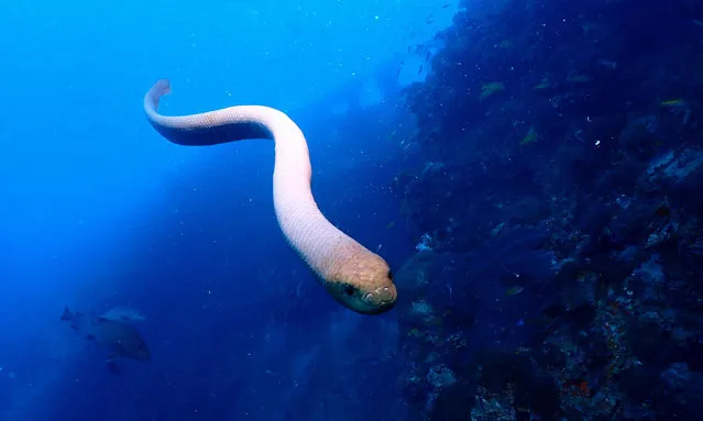 An olive sea snake near UK coast in August 2021. Research suggests males are more likely to attack humans during their mating season. (Photo by Jack Breedon/Scientific Reports/PA Wire)