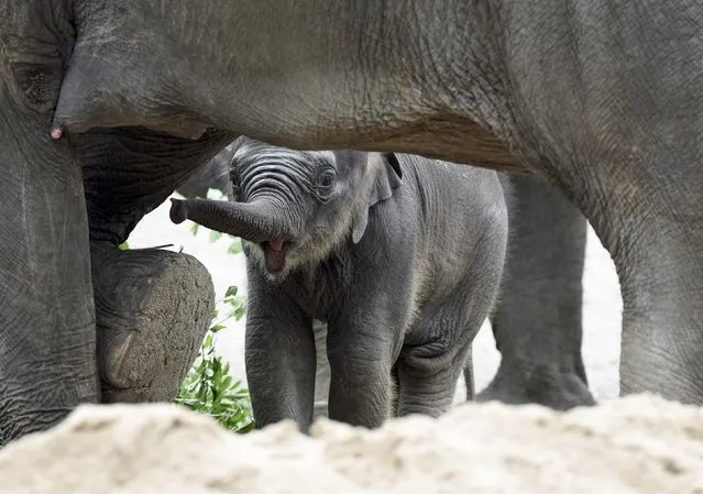 Four-week-old elephant Anjuli plays in the sand in Hagenbeck Zoo in Hamburg, northern Germany August 12, 2015. (Photo by Fabian Bimmer/Reuters)