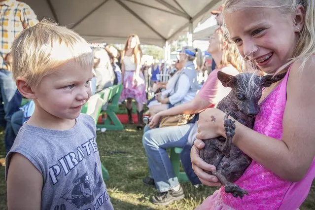 Colton Rader (L), 3, looks on as his sister Lila (R), 8, holds ugly dog contestant Sweepee Rambo as they wait for the results of the 2016 World's Ugliest Dog Contest at the Sonoma-Marin Fair in Petaluma, California, USA, 24 June 2016. (Photo by Peter Dasilva/EPA)