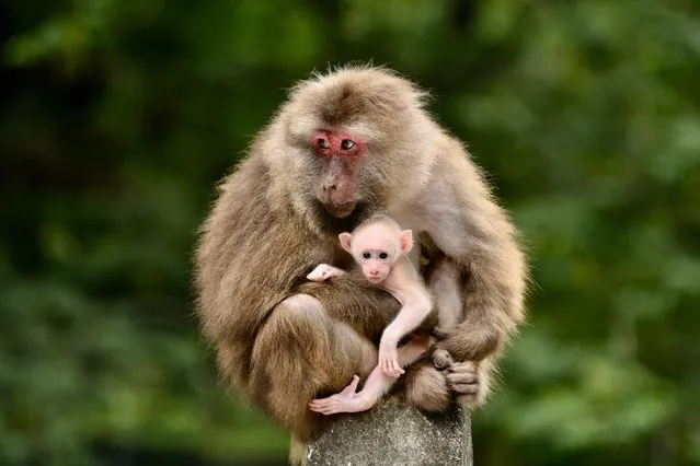 Macaques are seen in Mount Wuyi in southeast China's Fujian Province, May 16, 2021. Mount Wuyi, located in China's southeast province of Fujian, is a landscape of great beauty, in which the peaks and rocks of grotesque shapes are girded by clear streams and embraced by green trees and bamboo plants. Acting as a habitat for a large number of wildlife, it is of enormous importance for biodiversity conservation. There are a series of exceptional archaeological sites at Mount Wuyi, including the remains of ancient Han Dynasty (202 BC-220 AD) and a number of temples and ancient Confucian academies. With its natural and cultural values well interconnected, Mount Wuyi was inscribed on the UNESCO World Cultural and Natural Heritage List in 1999. (Photo by Xinhua News Agency/Rex Features/Shutterstock)