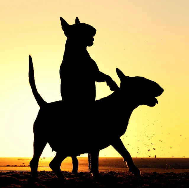 Alice van Kempen caught this silhouette of her two dogs in “Riding Along” in Rockanje, Netherlands, 2014. (Photo by Alice van Kempen/Barcroft Images/Comedy Pet Photography Awards)