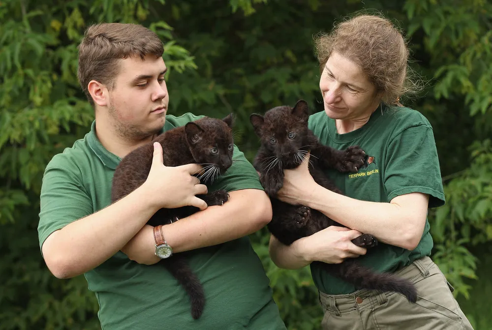 Twin Baby Panthers Born At Berlin Zoo