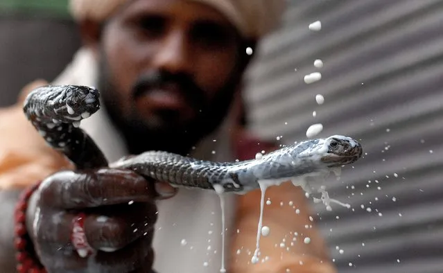 An Indian snake charmer holds snakes as a hindu devotee pour milk in Jalandhar on August 1,2014.   During Indian the “Naag Panchami” festival Hindu devotees offer milk, bananas and coconuts to snakes in the hope it will protect them from snake bites during the year. (Photo by Shammi Mehra/AFP Photo)