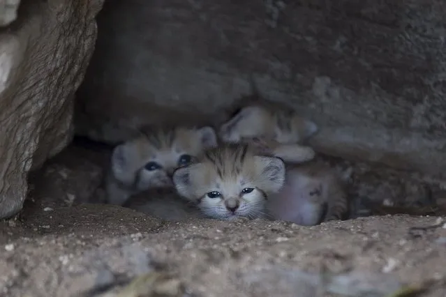 Three sand cat kittens look out of their den at the Safari in Ramat Gan, near Tel Aviv, August 18, 2015. (Photo by Baz Ratner/Reuters)