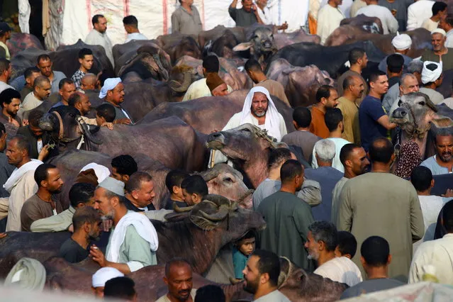 People purchase sacrificial animals ahead of Eid al-Adha at a market in Embama district, Giza, Egypt, 30 June 2022. (Photo by EPA/EFE/Stringer)