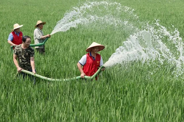 Villagers and volunteers irrigate rice fields in Xin'an Township, Deqing County, Huzhou City of east China's Zhejiang Province on August 23, 2022. (Photo by Xie Shangguo/Xinhua/Alamy Live News)