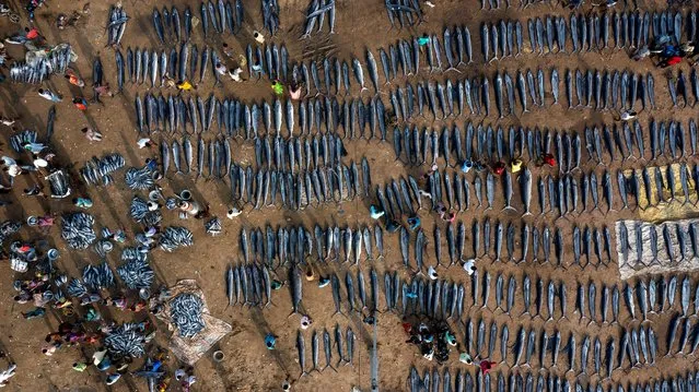 Just one day’s catch, by Srikanth Mannepuri, India. Mannepuri was shocked to see so many recently caught marlin and sailfish in a single place, in Kakinada, Andhra Pradesh. To demonstrate the scale of the fish market, he used a drone to get a bird’s-eye view. Globally, 85% of fish stocks are overexploited by humans. (Photo by Srikanth Mannepuri/Wildlife Photographer of the Year 2022)