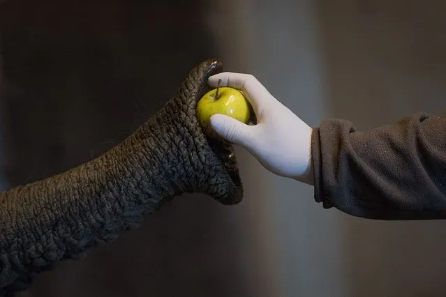 A care worker wearing protective gloves and mask feeds an elephant at the zoologic park “Planete Sauvage” in Saint-Pere-en-Retz, outside Nantes, on May 6, 2020, on the 51st day of a lockdown in France aimed at curbing the spread of the COVID-19 pandemic, the novel coronavirus. (Photo by Loic Venance/AFP Photo)