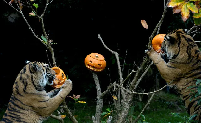 Achilles and Karis, Sumatran tigers, eat pumpkins at a Halloween event at ZSL London Zoo, London. (Photo by Mary Turner/Reuters)