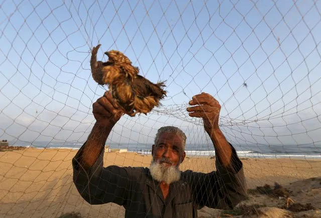 A Palestinian takes out a quail from a net after catching it on the beach of Khan Younis in the southern Gaza Strip September 14, 2015. (Photo by Ibraheem Abu Mustafa/Reuters)