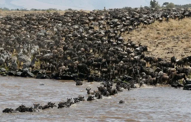 Wildebeests (connochaetes taurinus) cross the Mara river during their migration to the greener pastures, between the Maasai Mara game reserve and the open plains of the Serengeti, southwest of Kenya's capital Nairobi, August 15, 2016. (Photo by Thomas Mukoya/Reuters)