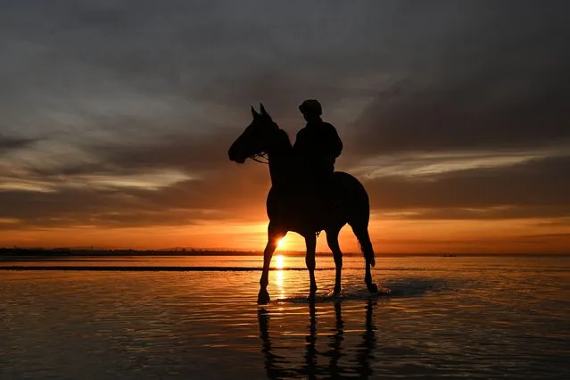 Alligator Blood is seen during a recovery session at Altona Beach on October 03, 2022 in Altona, Australia. Alligator Blood will line up in Saturday's Group 1 Might And Power Stakes at Caulfield. (Photo by Vince Caligiuri/Getty Images)