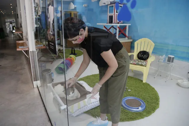 Aziah Sajerstein, who works as a volunteer at the Cat Cafe South Beach, wears a protective face mask and gloves as she sanitizes touch points during the coronavirus pandemic, Wednesday, July 29, 2020, in Miami Beach, Fla. The cafe offers a place for cat lovers to spend time with cats, which are also available for adoption. The business, independently owned by Celyta Jackson, will be closing at the end of the week as the tourism sector in Miami-Dade County is suffering due to the pandemic. (Photo by Lynne Sladky/AP Photo)