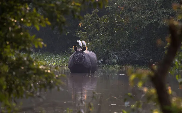 A one-horned rhinoceros stands in floodwaters in Pobitora wildlife sanctuary, east of Gauhati, India, Friday, July 19, 2019. The sanctuary has the highest density of the one-horned Rhinoceros in the world. (Photo by Anupam Nath/AP Photo)