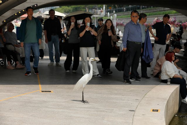 On May 30, 2025 a great white heron came up to the trail near Cheonggye Falls in the upper reaches of Cheonggyecheon Stream in Seoul, and people were taking pictures with their cellphone cameras. (Photo by Jeon Ki-byeong)