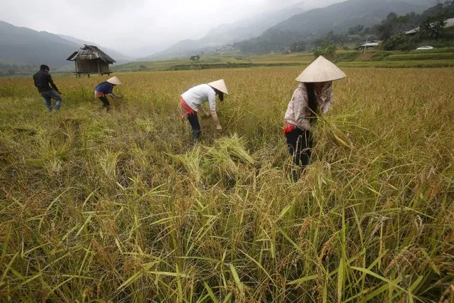 Vietnamese farmers of Dao ethnic tribe harvest rice on a terraced rice paddy field during the harvest season in Tu Le, northwest of Hanoi October 3, 2015. (Photo by Reuters/Kham)