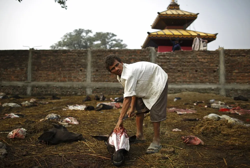 Gadhimai Mela Festival in Nepal