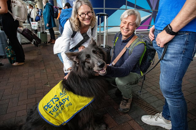Nya the German shepherd on August 13, 2025 welcomes passengers to Manchester airport station as the first registered Pets as Therapy dog on the railways. Nya is owned and trained by a safeguarding official at TransPennine Express. (Photo by William Lailey/South West News Service)
